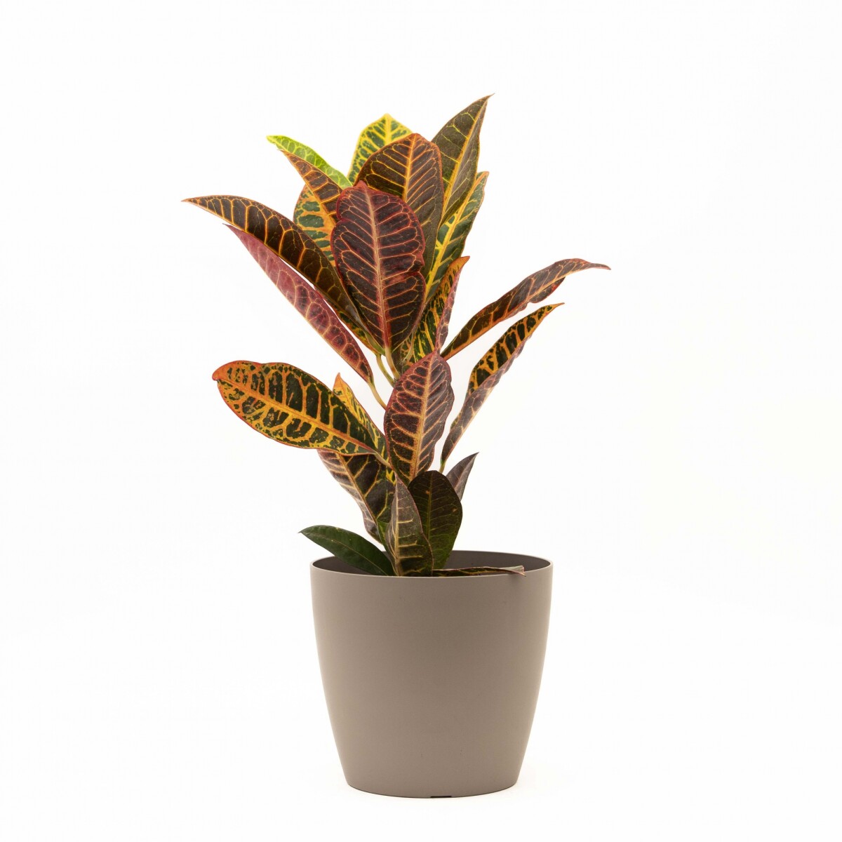 CROTON M CON PORTAMACETA PLASTICO - TAUPE 