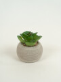 Planta Suculenta 693 Mini, Mix Color Unico