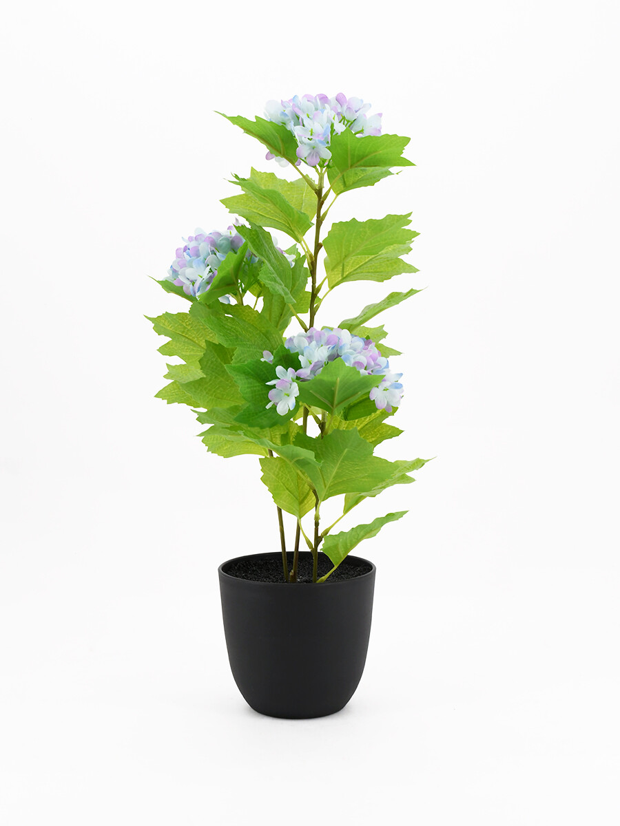 HORTENCIA MACETA PLASTICO - VIOLETA 