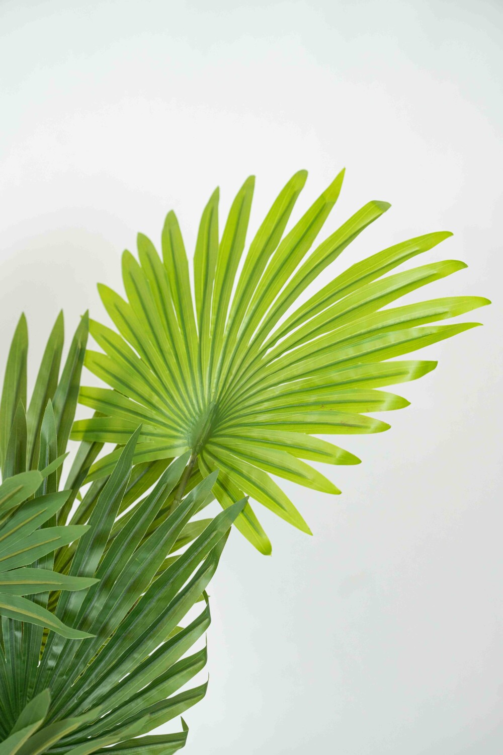 Planta Palma Con Maceta Color Unico