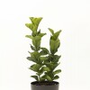 FICUS LYRATA 2 RAMAS CON PORTAMACETA PLASTICO GRIS OSCURO