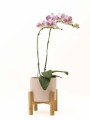 ORQUIDEA CURVA CON MACETA ROSA Y SOPORTE