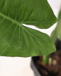 Alocasia Odora - H: 1m Alocasia Odora - H: 1m