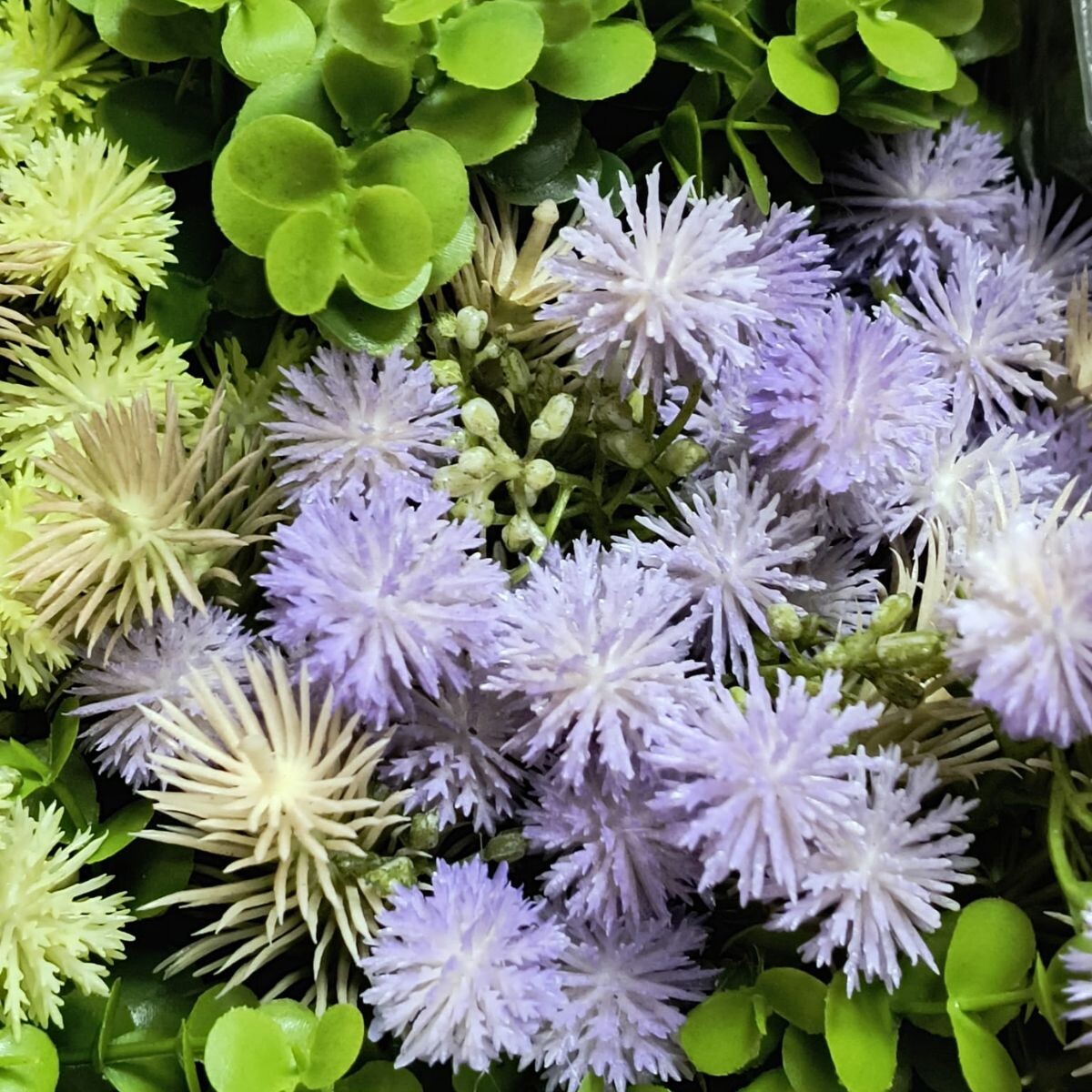 Ptilotus - Violeta 