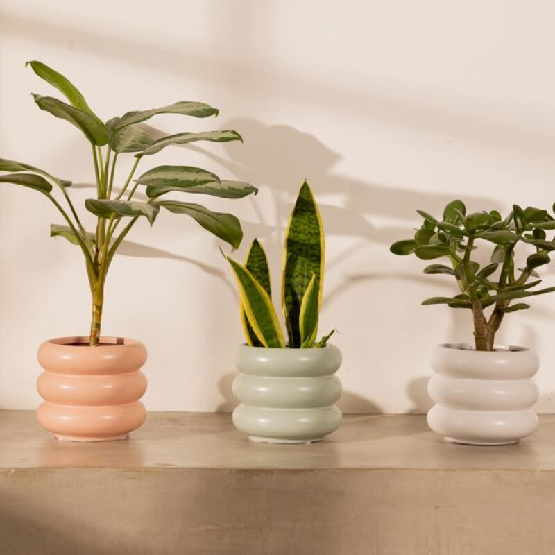 Maceta cerámica Olivia Oliva