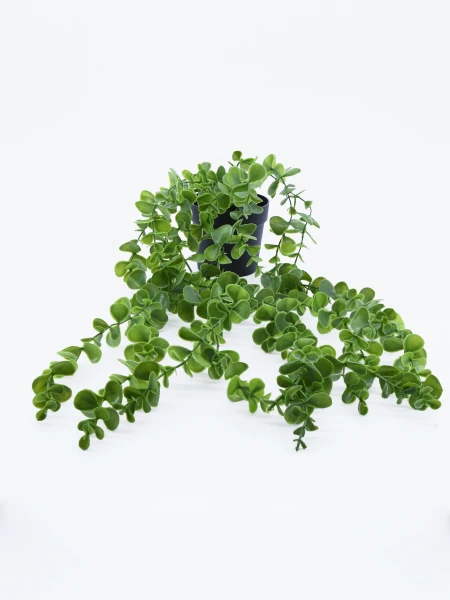 PLANTA COLGANTE VERDE