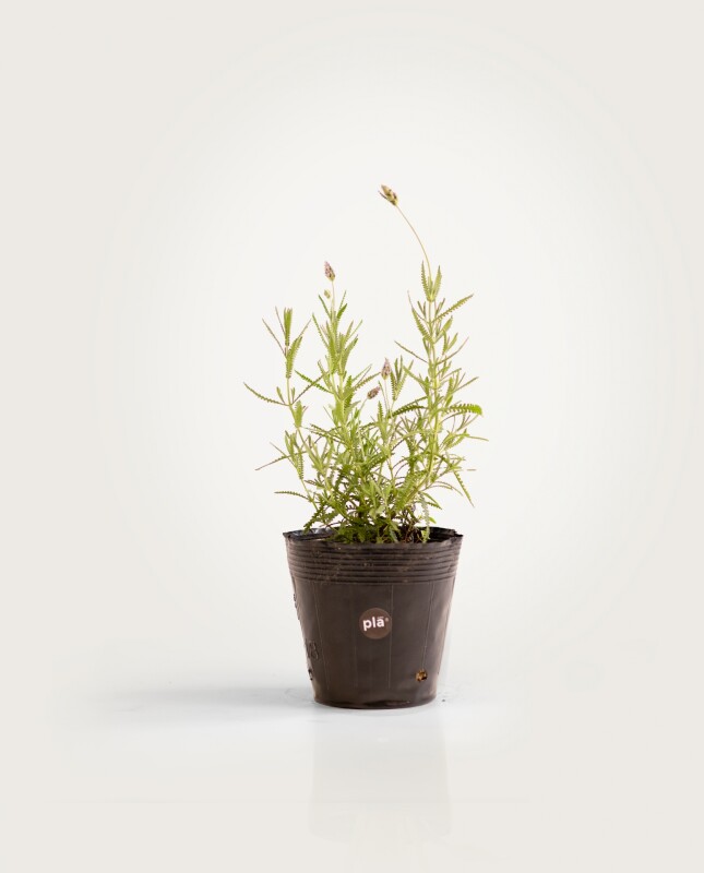 Lavandas - H: 30cm Lavandas - H: 30cm