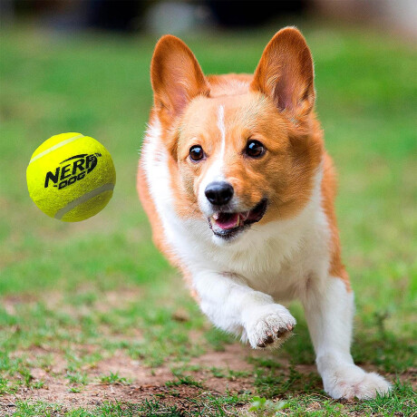 Lanzador De Pelotas Nerf Dog Mascotas + 3 Pelotas Has5205