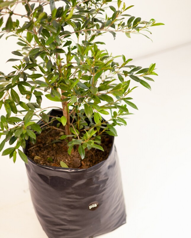 Arbusto Eugenia M - H: 1.2m