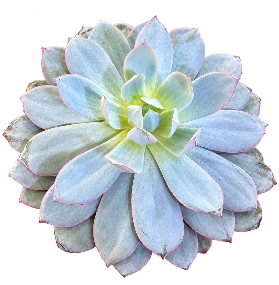 SUCULENTA ECHEVERIA CANTE 