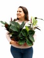 CALATHEA VARIADA CALATHEA VARIADA