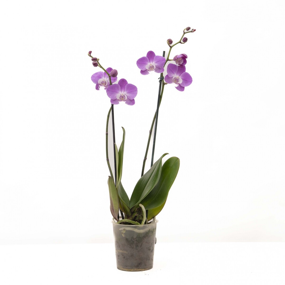 ORQUÍDEA PHALAENOPSIS VARAS RECTAS 