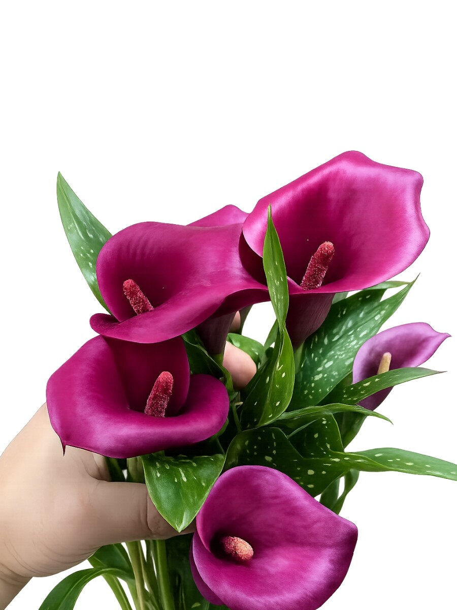 CALAS VIOLETA