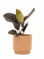 CALATHEA CON MACETA CERAMICA TERRACOTA