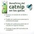 HIERBA GATERA CATNIP KIT DE 6 UNIDADES X 2 G C/JUGUETE INSECTO PARA GATOS HIERBA GATERA CATNIP KIT DE 6 UNIDADES X 2 G C/JUGUETE INSECTO PARA GATOS