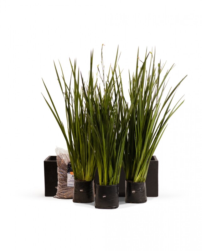KIT Jardinera "Negro mate" 1m* 30cm* 30cm* con Dietes, Sustratos y cubresuelo