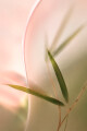 Perfume Lolita Bloom color unico