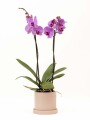 ORQUÍDEA CON MACETA ROSA