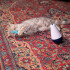 Juguete Interactivo Con Movimiento Gatos Mascotas Kittio Juguete Interactivo Con Movimiento Gatos Mascotas Kittio
