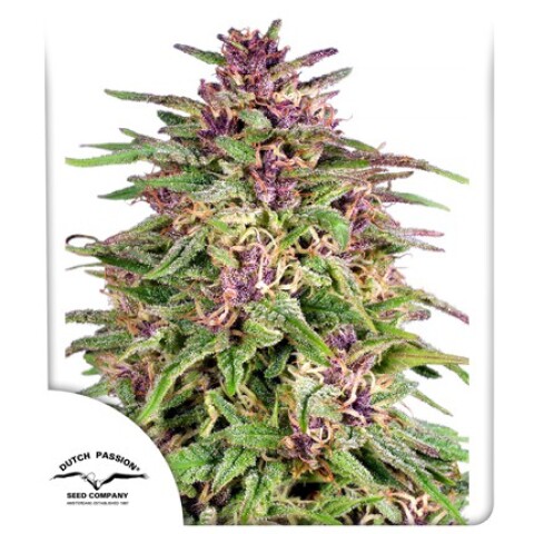 FEM - FRISIAN DEW® X3 UNIDADES FEM - FRISIAN DEW® X3 UNIDADES