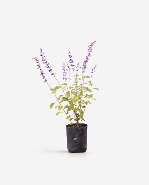 Salvia Guaranitica - H: 60cm Salvia Guaranitica - H: 60cm
