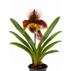 ORQUÍDEA PAPHIOPEDILUM BLANCA