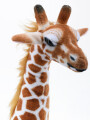 JIRAFA AFRICA NARANJA