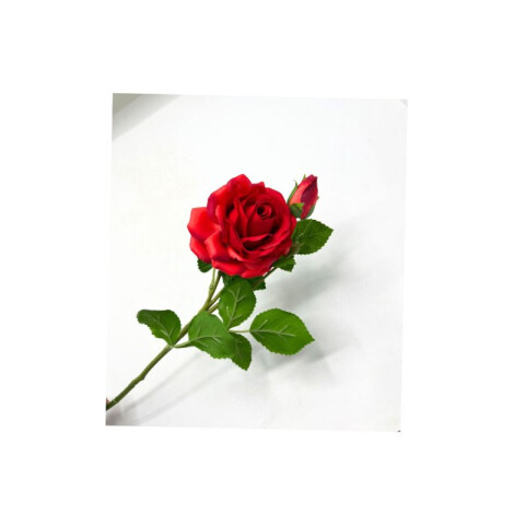 Rosa por Unidad Roja