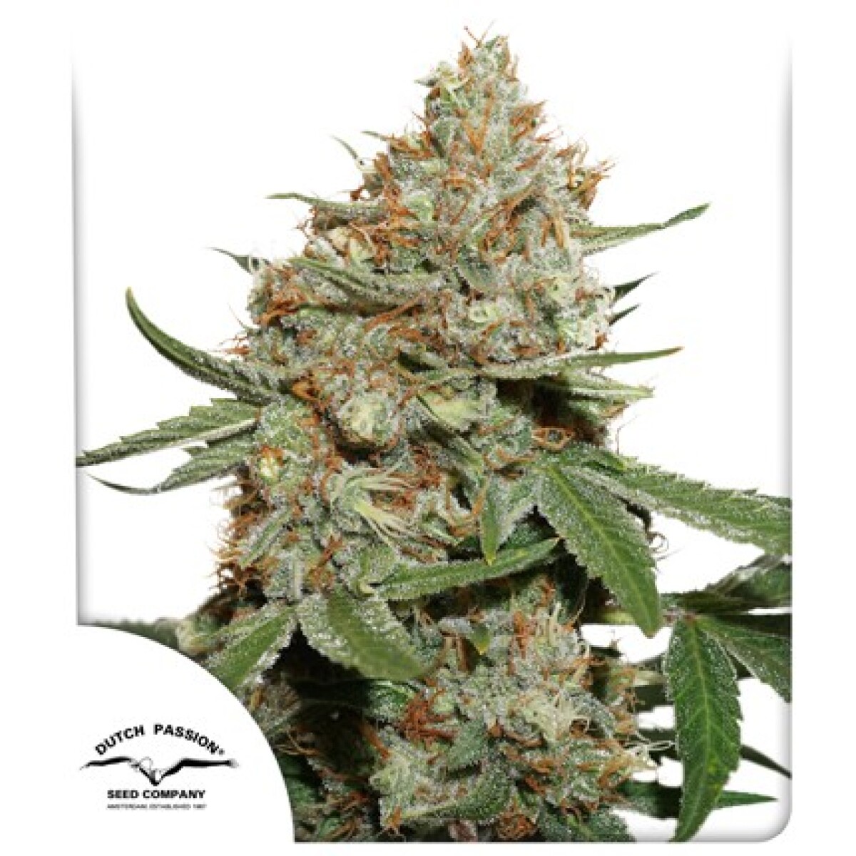 FEM - SKUNK #11® X3 UNIDADES 