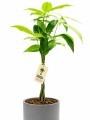 MONEY TREE (PACHIRA AQUATICA)EN MACETA CERAMICA GRIS