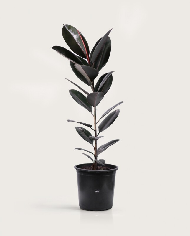 Ficus Elástica XL - Negro - H: 1m Ficus Elástica XL - Negro - H: 1m