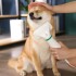 Cepillo Secador De Pelo Perro Gato Mascotas Peine 300w Color Variante Verde