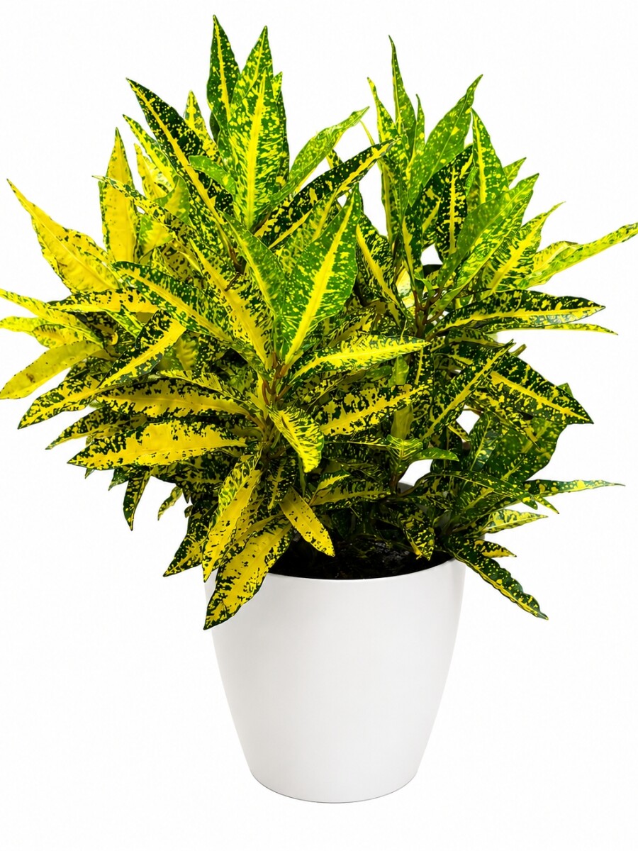 CROTON AMARILLO EN MACETA BLANCA
