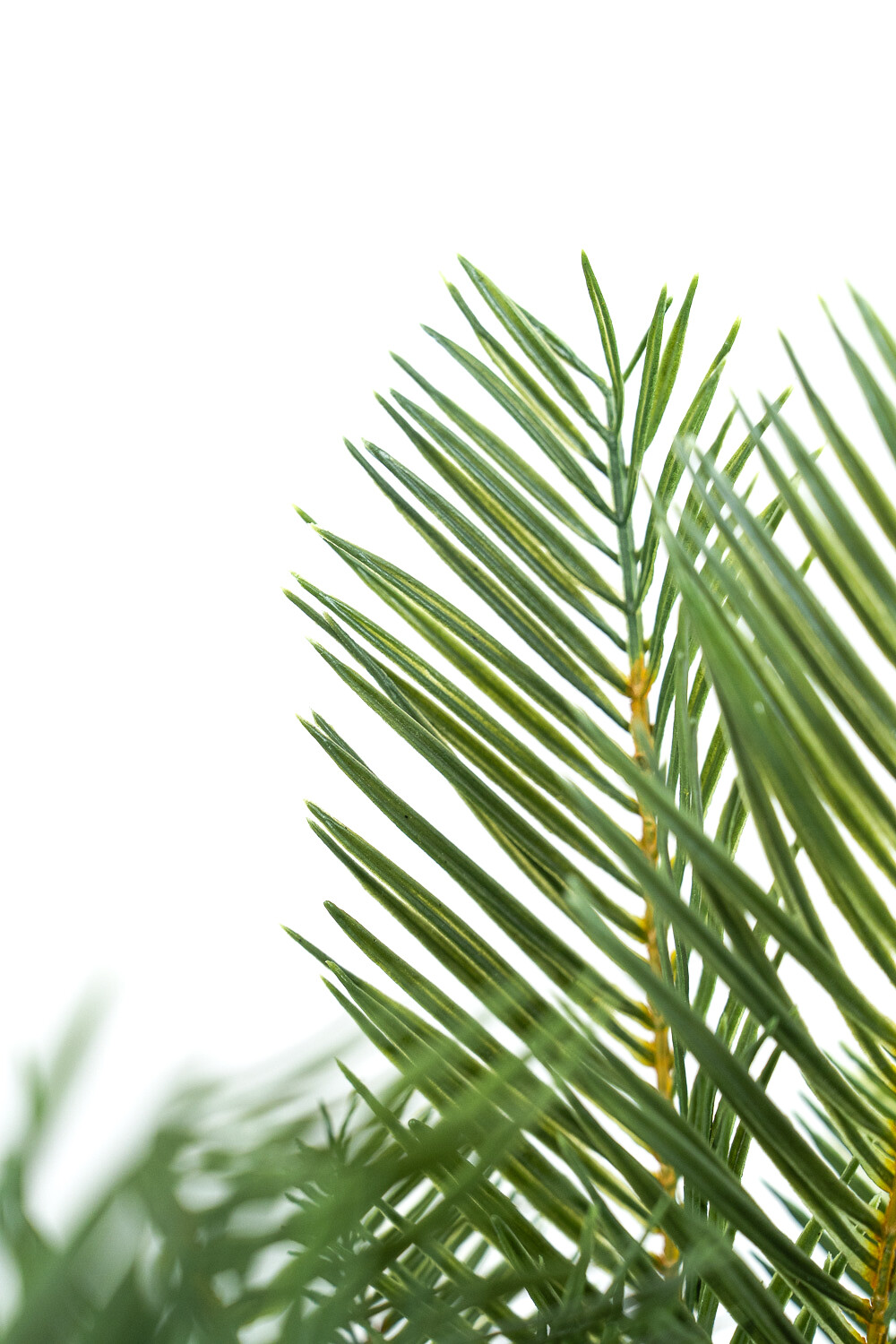 Planta Palmera 50cm Negro