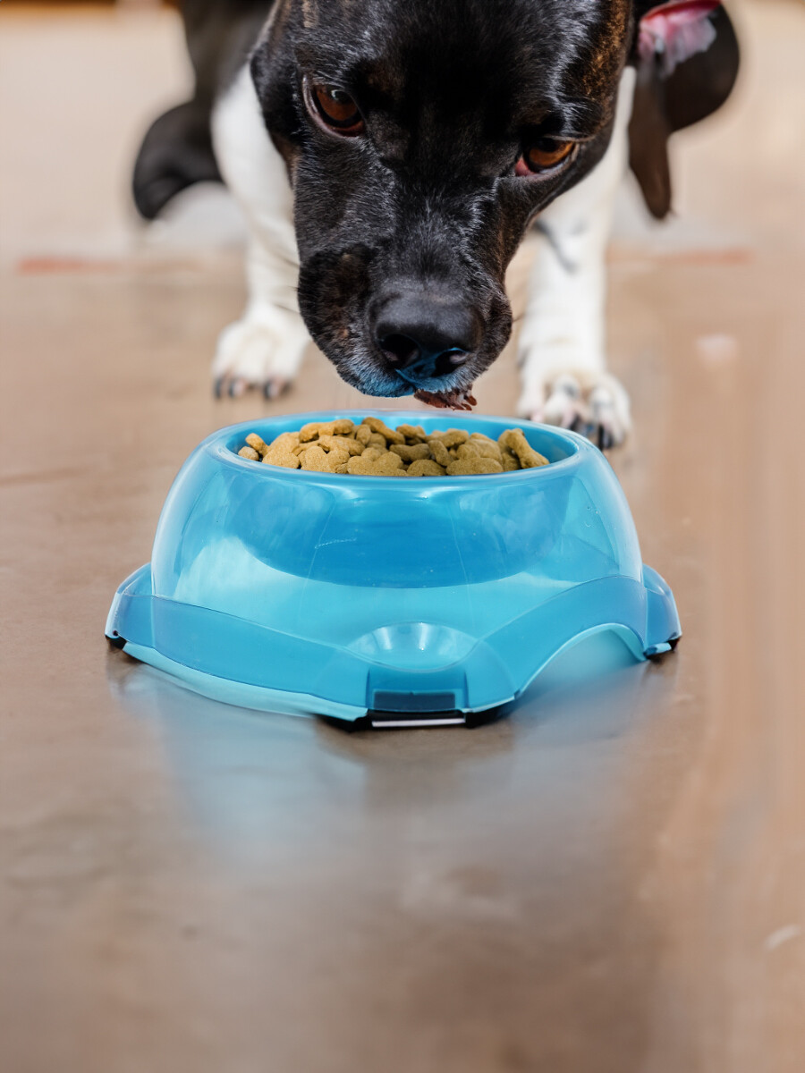 PLATO PEQUEÑO MASCOTAS TRASLUCIDO 15 X 15 CM - AQUA 