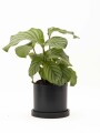 CALATHEA CON MACETA CERAMICA CON PLATO NEGRA