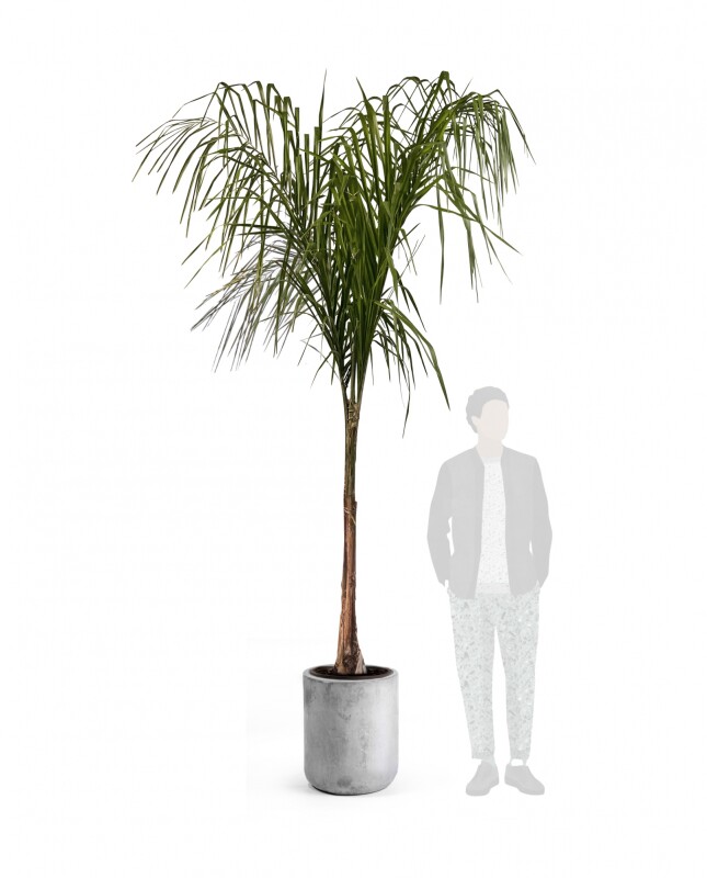 Maceta "Bule 50" - 50cm x 40cm - Fibrocemento Gris Laca Maceta "Bule 50" - 50cm x 40cm - Fibrocemento Gris Laca