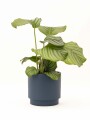 CALATHEA CON MACETA CERAMICA AZUL