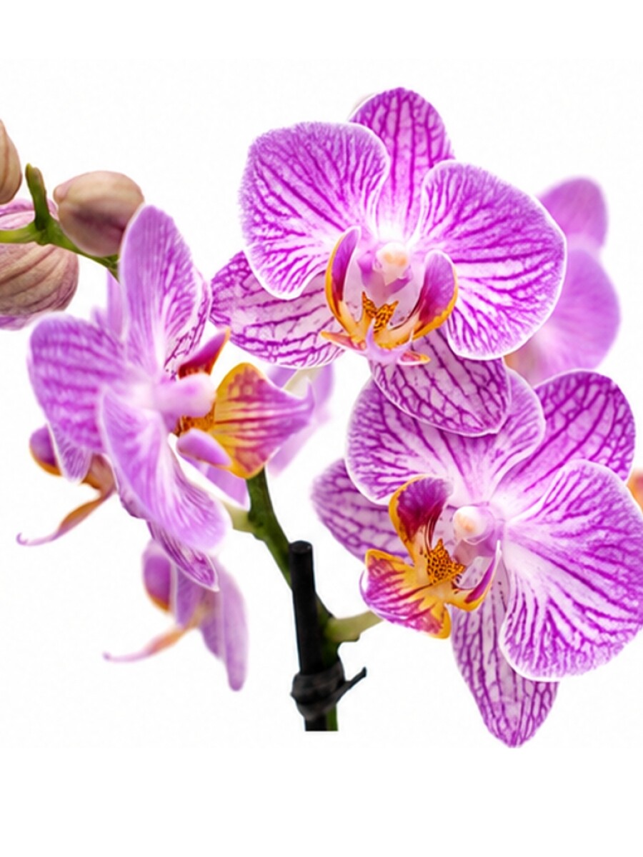 ORQUÍDEA PHALAENOPSIS MINI ORQUÍDEA PHALAENOPSIS MINI