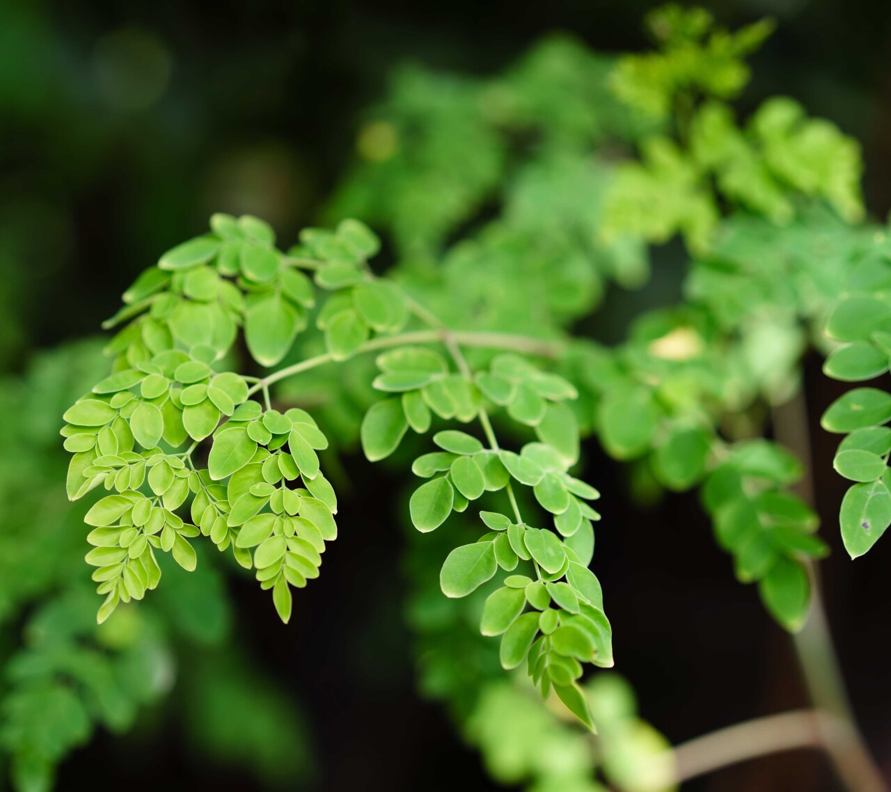 aceite-de-moringa-planta-1.jpg