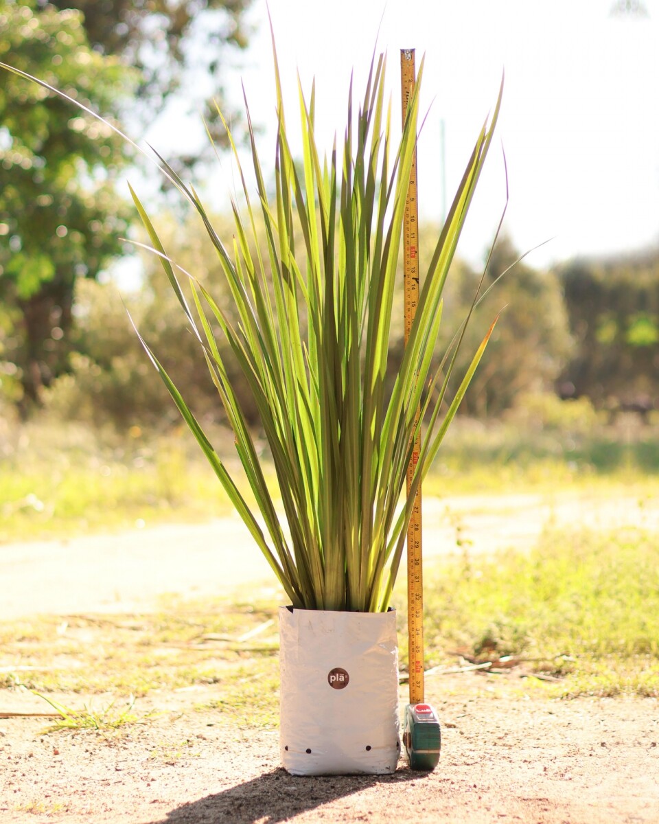 Dietes - M - H: 80cm / Excelente follaje - Flor Blanca 