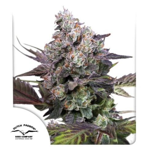 Candy Bubatz XL Candy Bubatz XL