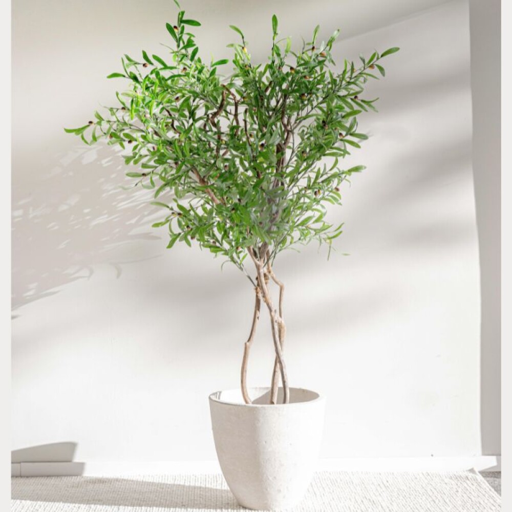 Planta / Olivo 1.70 m Planta / Olivo 1.70 m