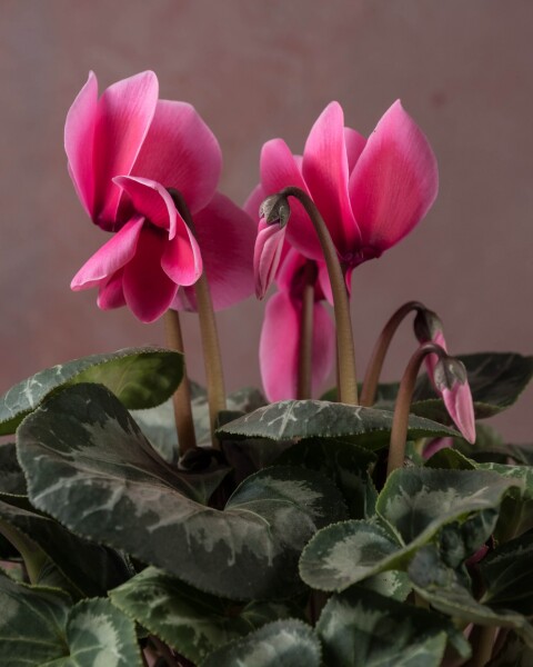 Violeta de los Alpes Rosadas