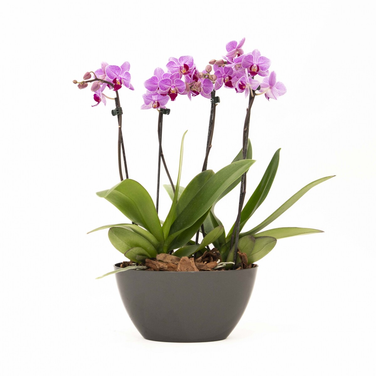 ARREGLO ORQUIDEAS MINI EN MACETA OVAL 