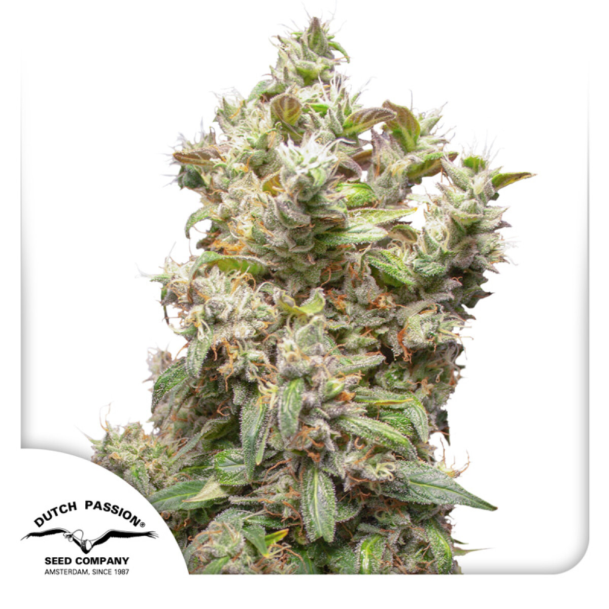 FEM - THC VICTORY X3 UNIDADES 