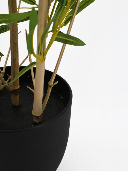 BAMBU VERDE