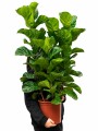 FICUS LYRATA 3 VARAS FICUS LYRATA 3 VARAS