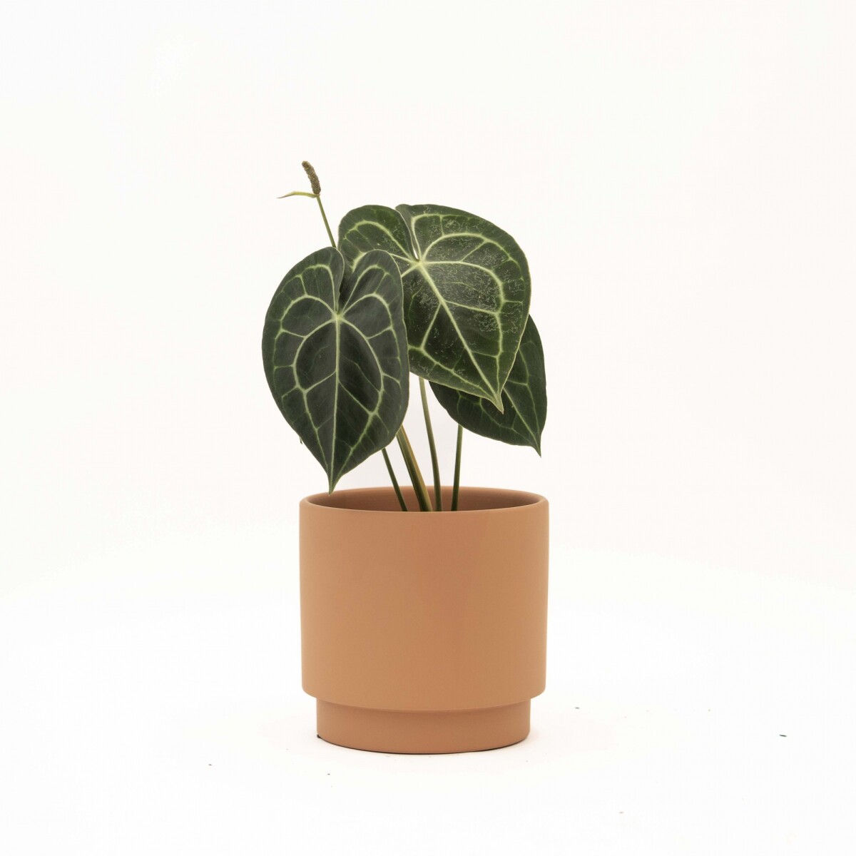 ANTHURIO CLARINERVIUM - CON MACETA CERAMICA TERRACOTA 