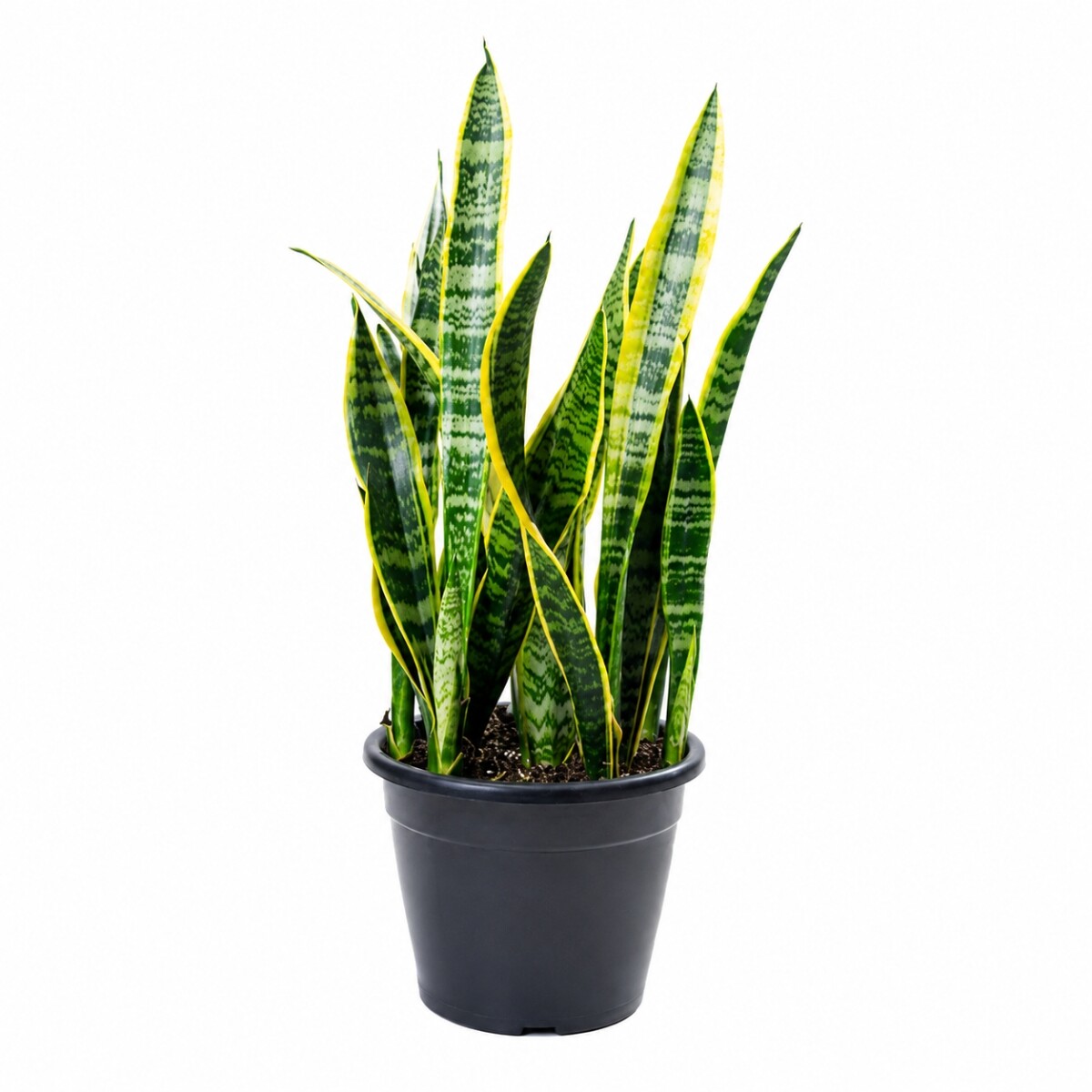 SANSEVIERIA ( ESPADA DE SAN JORGE) L 
